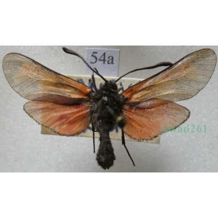 Zygaena osterodensis Reiss, 1921 Czech54a